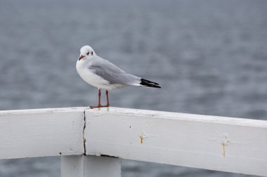 martı sopot iskele, Baltık Denizi içinde