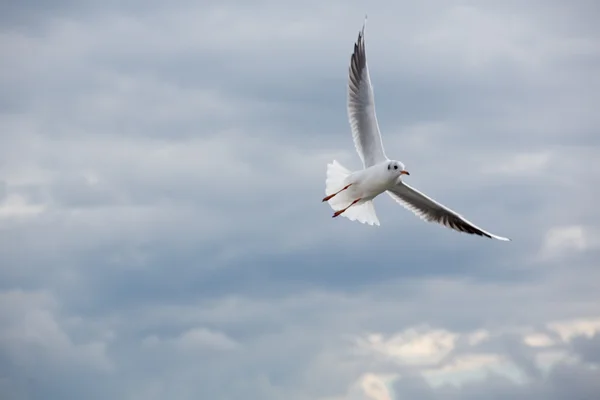 Gaviota en Sopot Pier, Mar Báltico —  Fotos de Stock