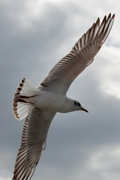 Seagull in sopot pier, Baltische Zee — Stockfoto