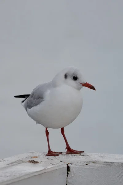 Seagull in Sopot Pier, Baltic Sea — Stock Photo, Image