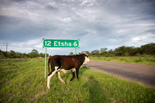 Strada con cartello Parco Nazionale Etosha e caw attraversando la r vuota — Foto Stock