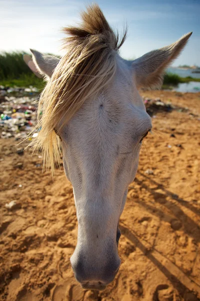 Szczegóły biały hirse w Senegalu — Zdjęcie stockowe