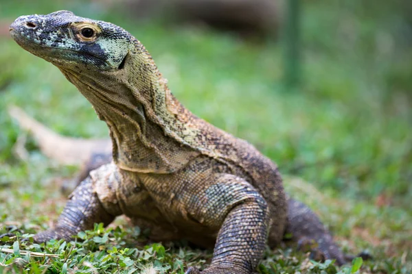 Divokého leguána v Kostarice — Stock fotografie