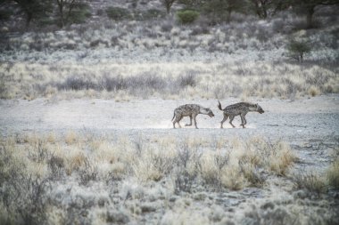 kalahari Çölü'nde benekli hyaenas grubu