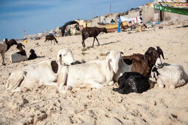 Gruppo di pecore rilassante sulla spiaggia di Saint Louis — Foto Stock