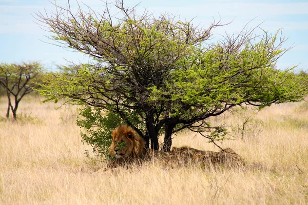狮子坐在树荫下的一棵树 — 图库照片