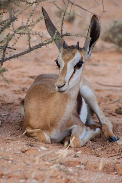 Baby Springbok — Stockfoto