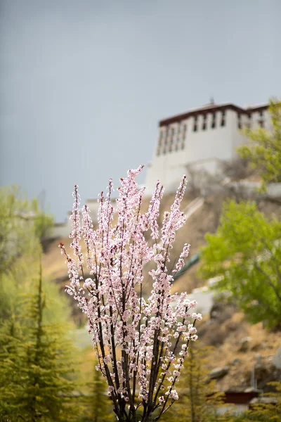 Potala Sarayı, lhasa bulanık manzaralı çiçekler — Stok fotoğraf