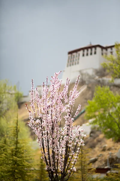 Flores con vista borrosa del Palacio de Potala, Lhasa — Foto de Stock