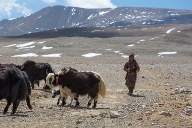 Tibet Tibet sığırı adam yaks Himalayalar onun grup takip. ti