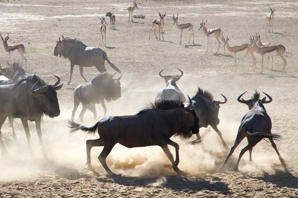 Gruppe blauer wilderer Tiere — Stockfoto