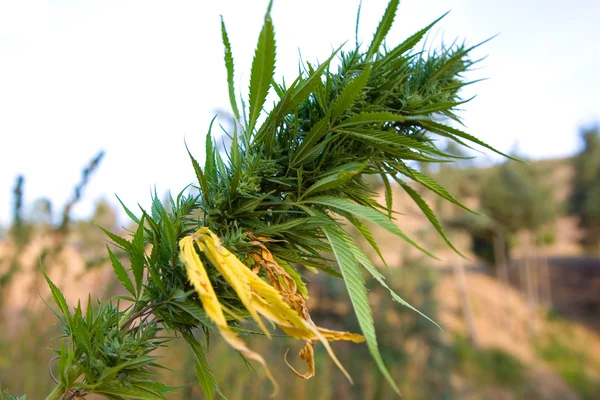 Detalhe de uma planta de maconha crescendo no campo — Fotografia de Stock