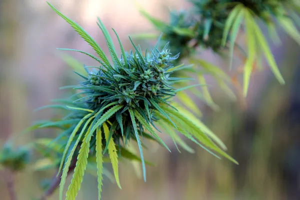 Detail einer Marihuana-Pflanze, die auf dem Feld wächst — Stockfoto