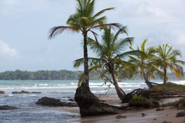 Hindistan cevizi ağaçları ve büyük deniz dalgaları Panama