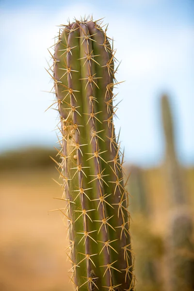 Close-up beeld van een cactus in la guajira — Stockfoto