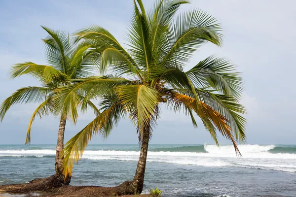 Kokospalmer och stora havet vågor i panama — Stockfoto