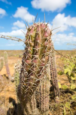 la guajira bir kaktüs görünümünü kapatmak