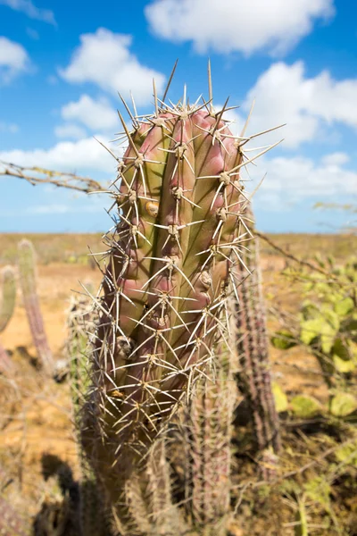 Vista de cerca de un cactus en La Guajira — Foto de Stock