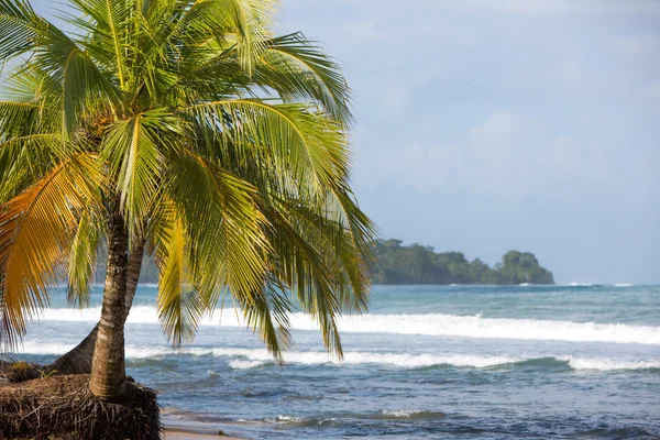 Kokospalmer och stora havet vågor i panama — Stockfoto