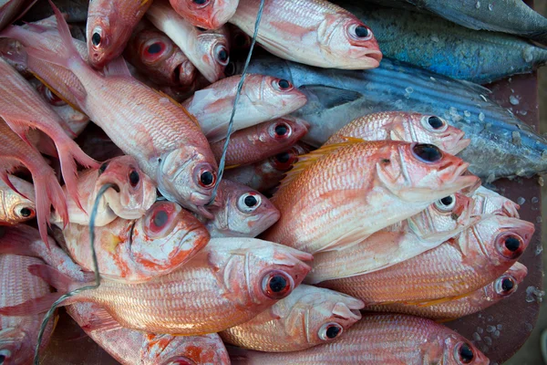 Verse vissen op de vismarkt op het strand — Stockfoto
