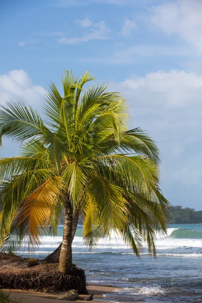 Coqueiros e grandes ondas do mar no Panamá — Fotografia de Stock