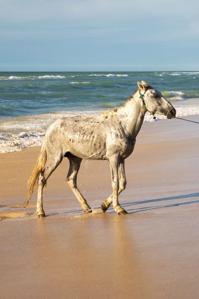 Caballo blanco en la playa en Senegal —  Fotos de Stock