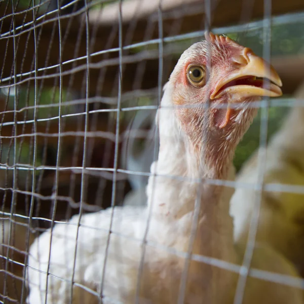 Aves de corral, Granja de pollo —  Fotos de Stock