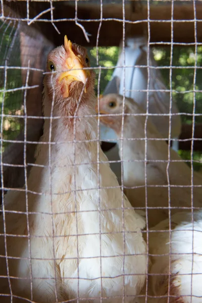 Aves de corral, Granja de pollo —  Fotos de Stock