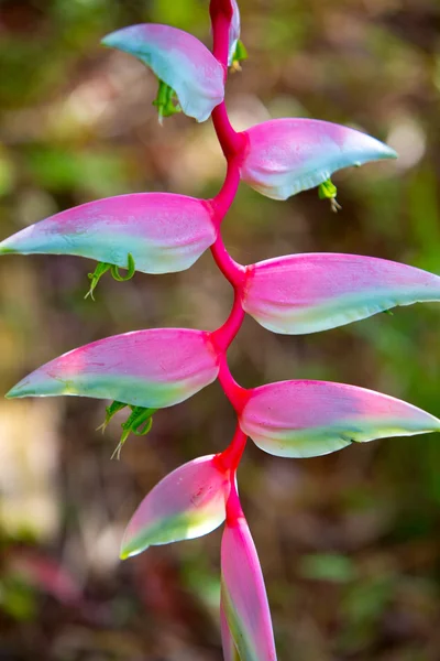 Heliconia rostrata en el jardín — Foto de Stock