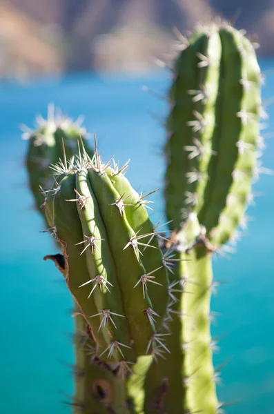 Kugelförmiger Kaktus mit langen Dornen — Stockfoto