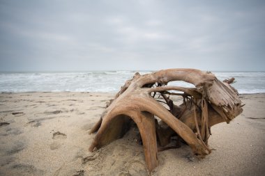 palomino, bakir tropik sahil