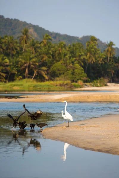 Grupo de aves en la playa de Palomino — Foto de Stock