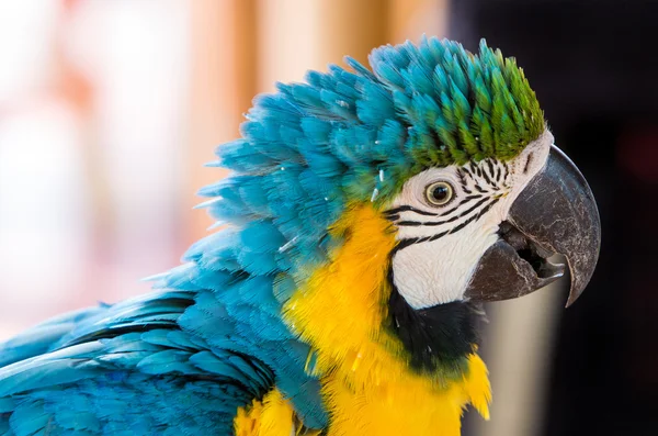 Guacamayo de oro azul loro — Foto de Stock