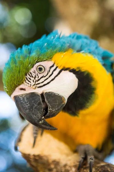 青いオウム ゴールド コンゴウインコ — ストック写真