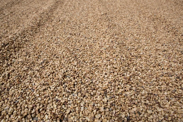 Coffee beans background — Stock Photo, Image