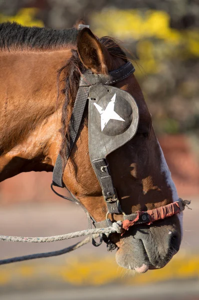 Fechar a cabeça do cavalo com blinder — Fotografia de Stock
