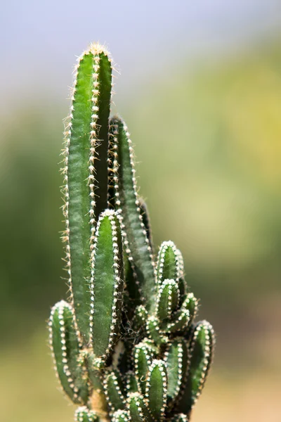 Vista de cerca de un cactus cerca de Minca — Foto de Stock