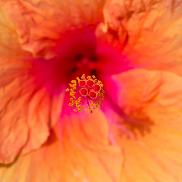 Laranja flor close-up — Fotografia de Stock