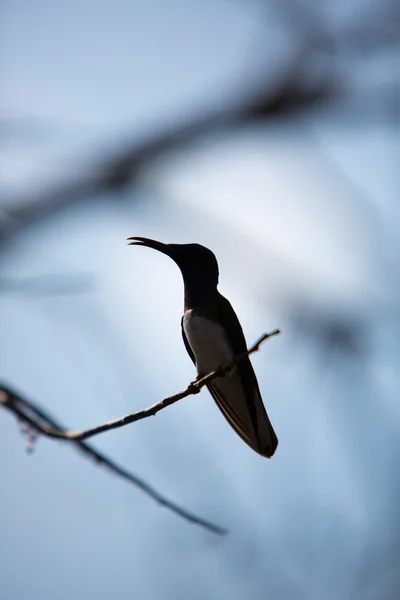 Tipo de Colibrí Brillante Pechugona —  Fotos de Stock