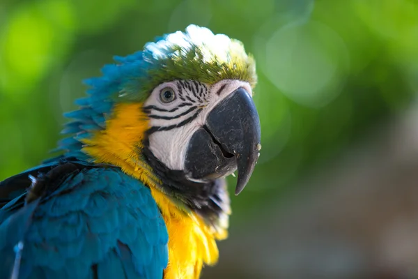 青いオウム ゴールド コンゴウインコ — ストック写真