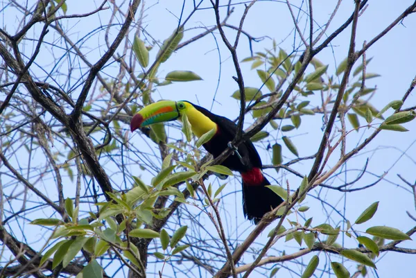 Keel Billed Toucan, from Central America. — Stock Photo, Image