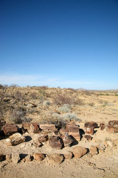 Tronco de árbol petrificado y desierto en Namibia —  Fotos de Stock