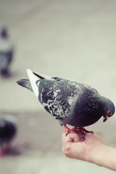 只鸽子栖息在一只手 — 图库照片