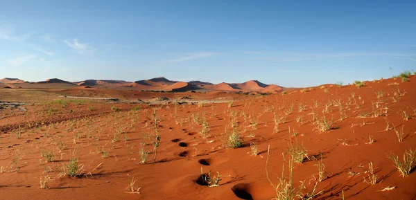 Namib wüste, sossusvlei, namibia — Stockfoto