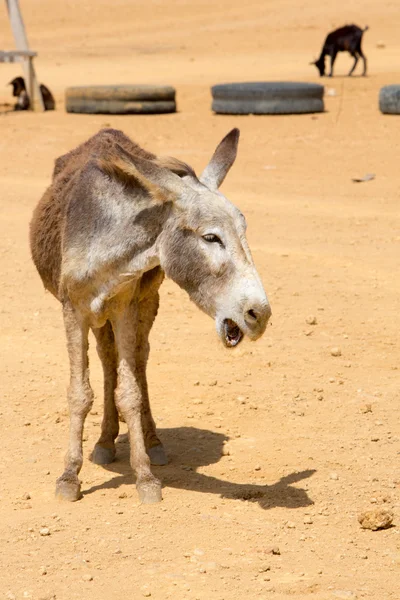 Een grijze ezel en zijn vriend in colombia — Stockfoto