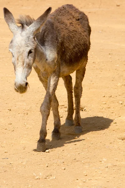 Een grijze ezel in colombia — Stockfoto