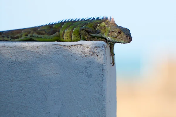 Lizard resting on a wall with blurred background — Stock Photo, Image