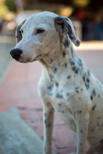 Güzel Dalmaçyalı köpeğin portresi — Stok fotoğraf