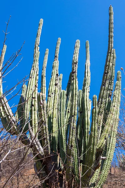 Hoog cactus stijgt boven laag bomen in colombia — Stockfoto