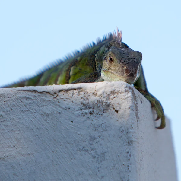 Lagarto descansando em uma parede com fundo embaçado — Fotografia de Stock